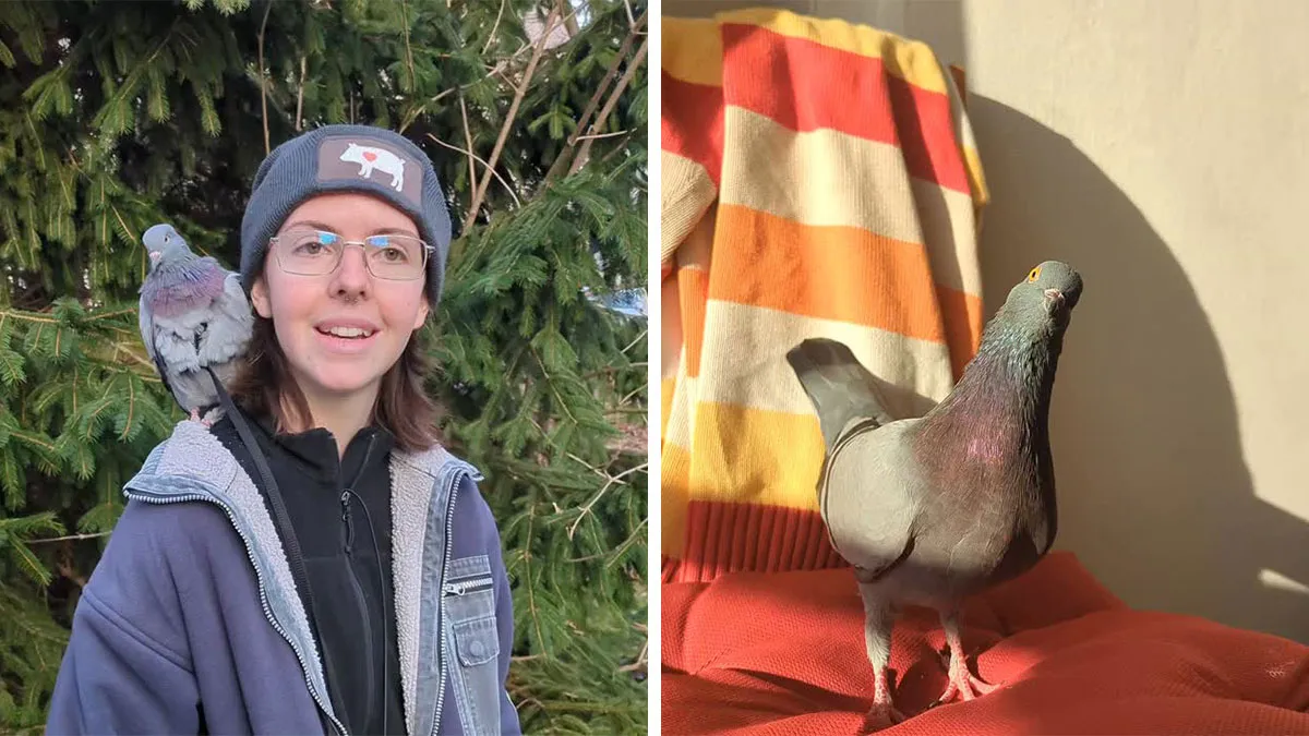 This Woman Refused To Give Up On An Injured Pigeon, And The Result Is Purely Heartfelt (22 Pics)