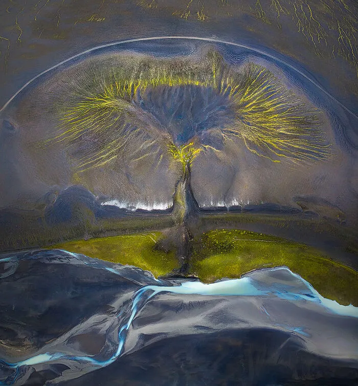 Tree Of Life From The Series 'Resiliency Of Nature' By Isabella Tabacchi