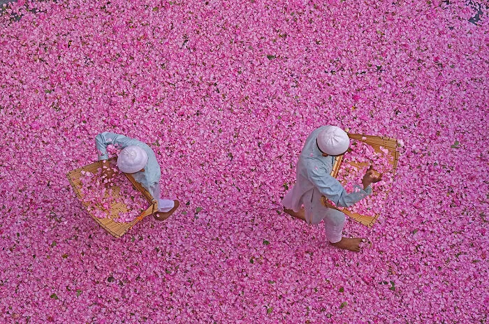 Colour Spread From The Series 'Aroma Story' By Somenath Mukhopadhyay