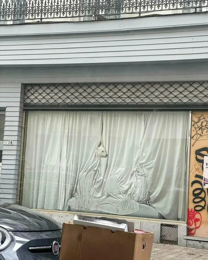 Dog peeking through curtains in a street window, one of the weirdest and most unhinged things seen on the streets of Brussels.