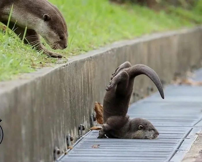 83 Times Animals Showed Off Their Charm And Brightened People's Days