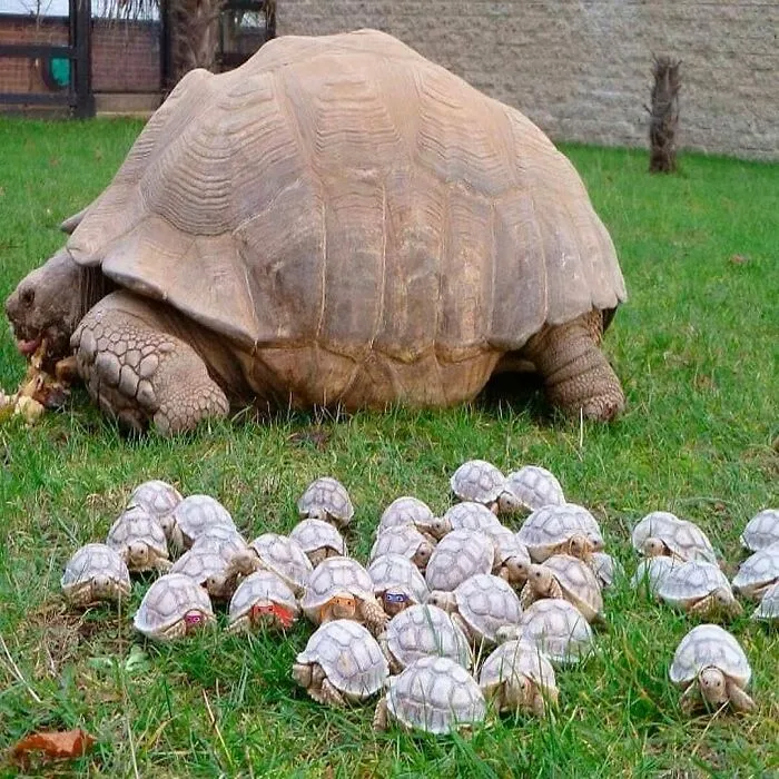 83 Times Animals Showed Off Their Charm And Brightened People's Days
