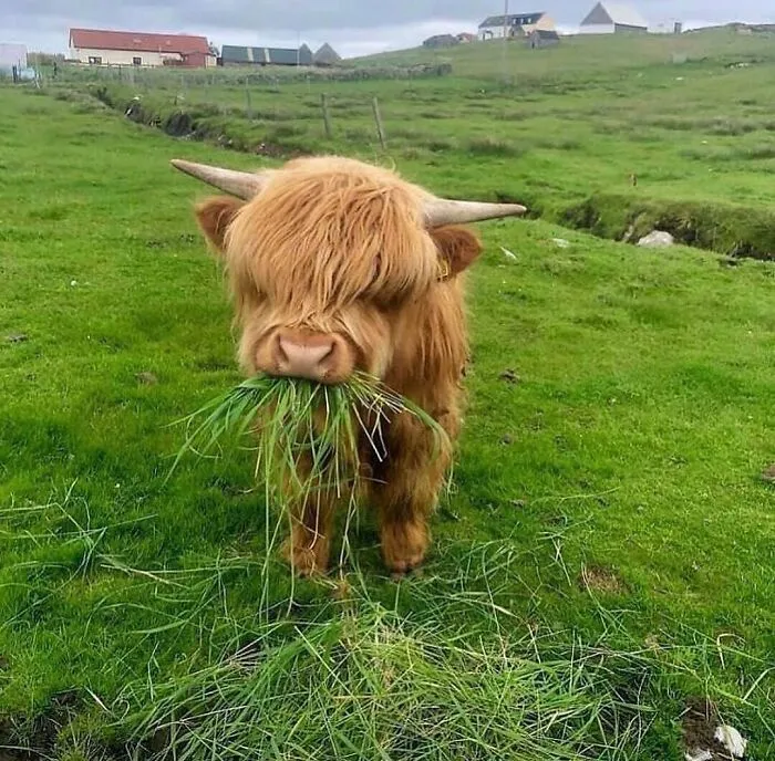 83 Times Animals Showed Off Their Charm And Brightened People's Days