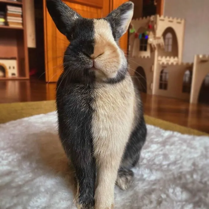 83 Times Animals Showed Off Their Charm And Brightened People's Days