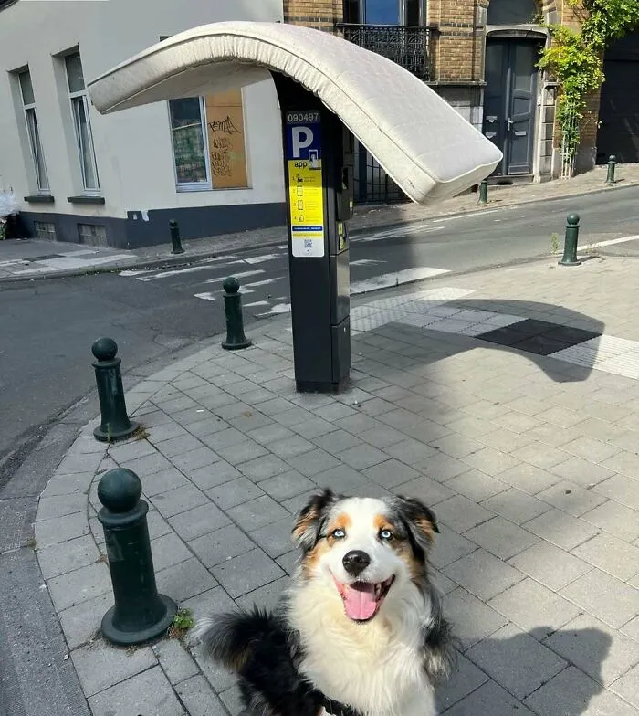 95 Bizarre Photos That Perfectly Encapsulate What It’s Like To Live In Brussels