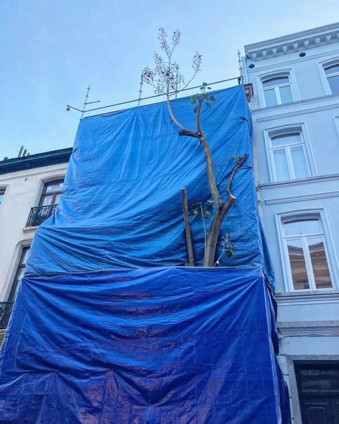 Tree growing through blue tarps covering building facade, one of the weirdest and most unhinged things seen on Brussels streets