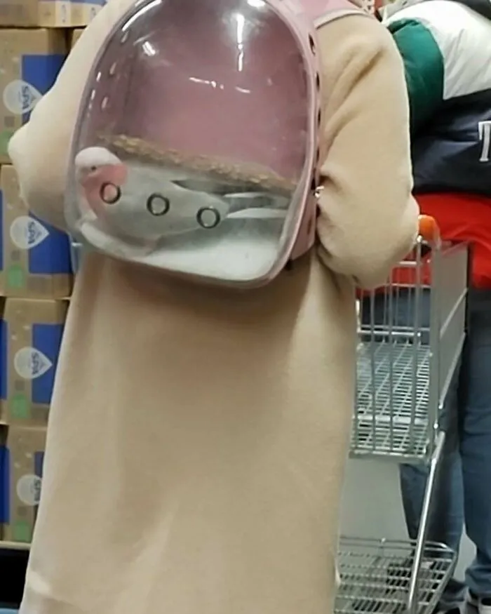 Person wearing a transparent backpack with a bird inside, one of the weirdest and most unhinged things seen on the streets of Brussels.