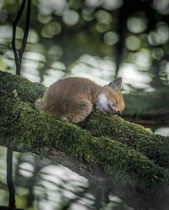 83 Times Animals Showed Off Their Charm And Brightened People's Days