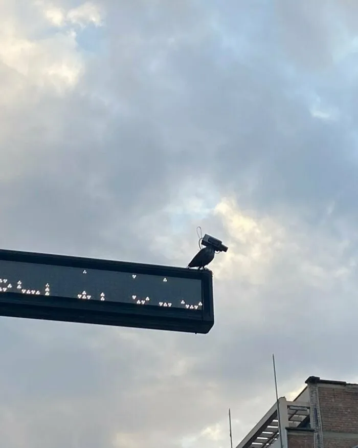 Black bird perched on street sign with security camera head, one of the weirdest things seen on the streets of Brussels.