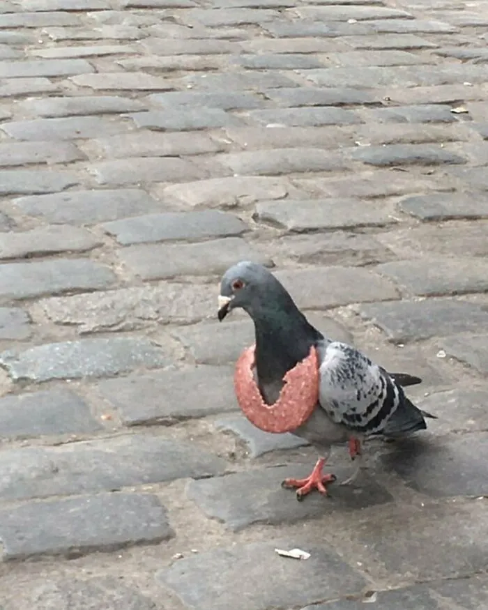 Pigeon on cobblestone street in Brussels wearing a circular piece of sausage around its neck, one of the weirdest street sights.