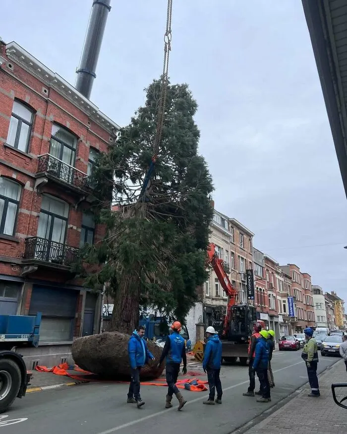 Large tree being lifted by crane on a Brussels street with workers watching, showcasing weird and unhinged street scenes.