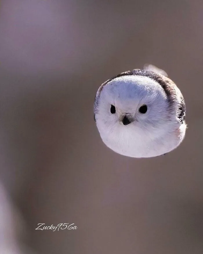 20 Animales encantadores y algunos datos sobre ellos