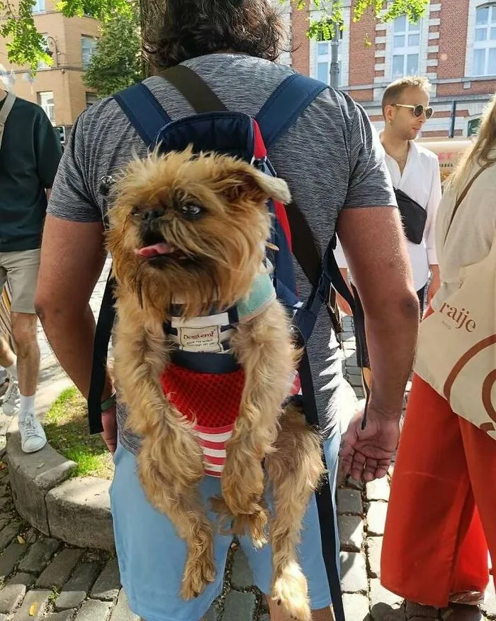 Small dog carried in a backpack on the streets of Brussels, one of the weirdest and most unhinged sights seen.