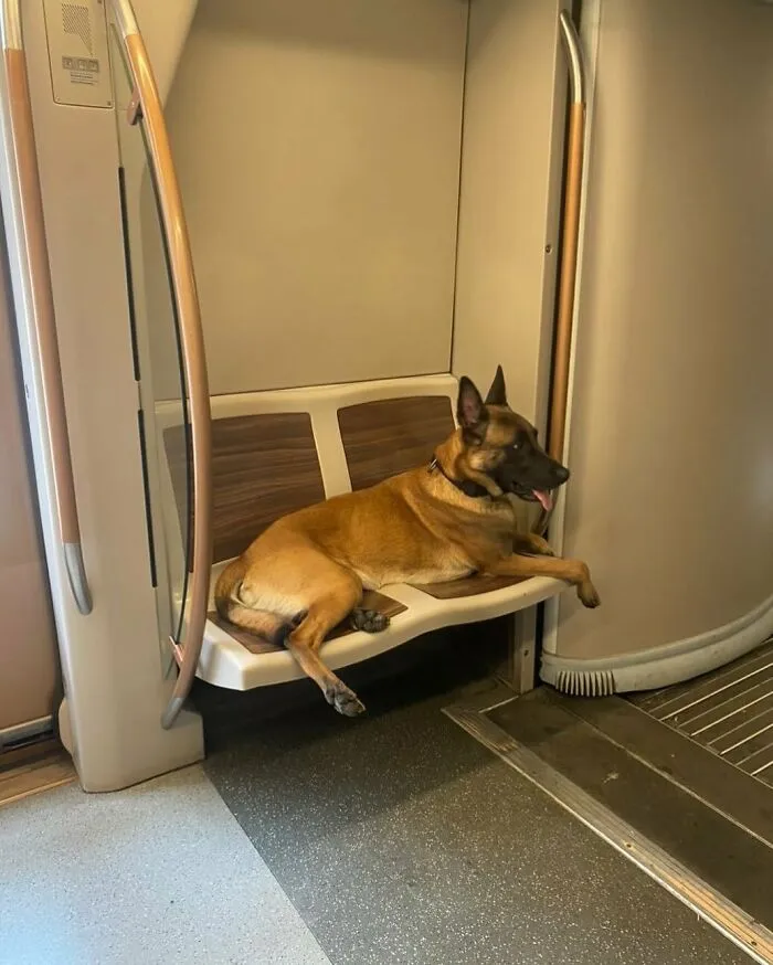 Belgian Malinois dog lounging on a train seat, one of the weirdest and most unhinged things seen on the streets of Brussels.