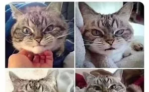 50 Funny Memes To Remind You How Awesome Cats Are