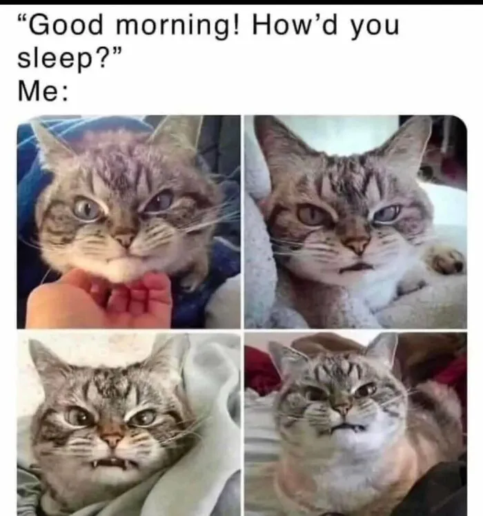 Funny-Wholesome-Cat-Memes