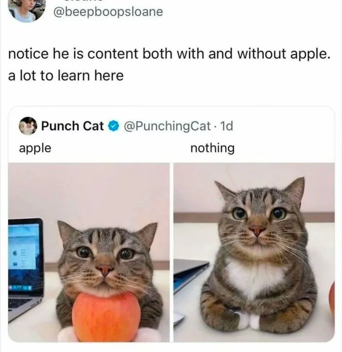 Cat meme showing a content tabby cat with and without an apple, perfect for cat memes lovers.