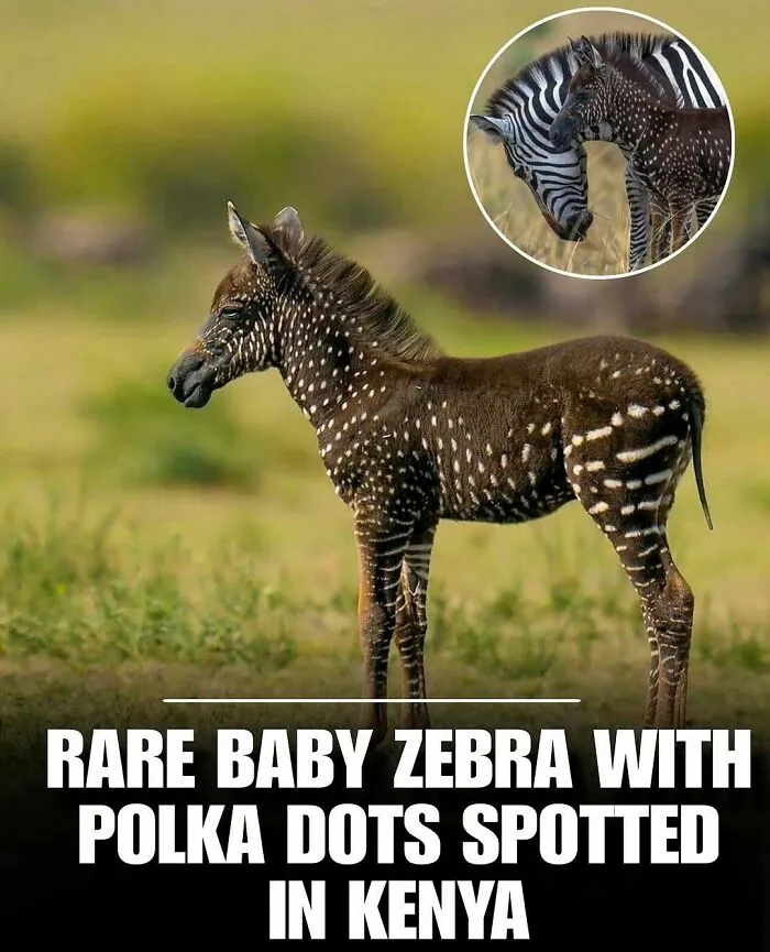83 Times Animals Showed Off Their Charm And Brightened People's Days