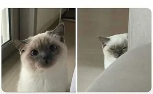 50 Funny Memes To Remind You How Awesome Cats Are