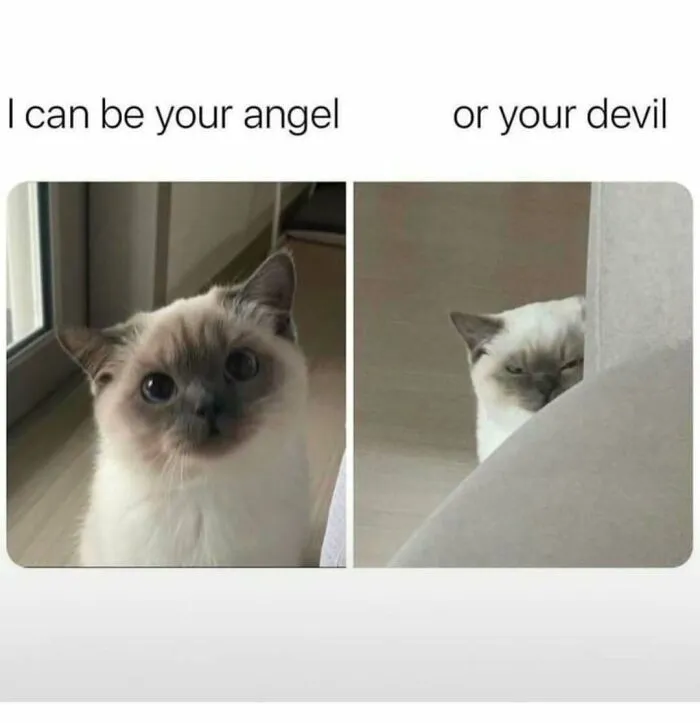 Funny-Wholesome-Cat-Memes
