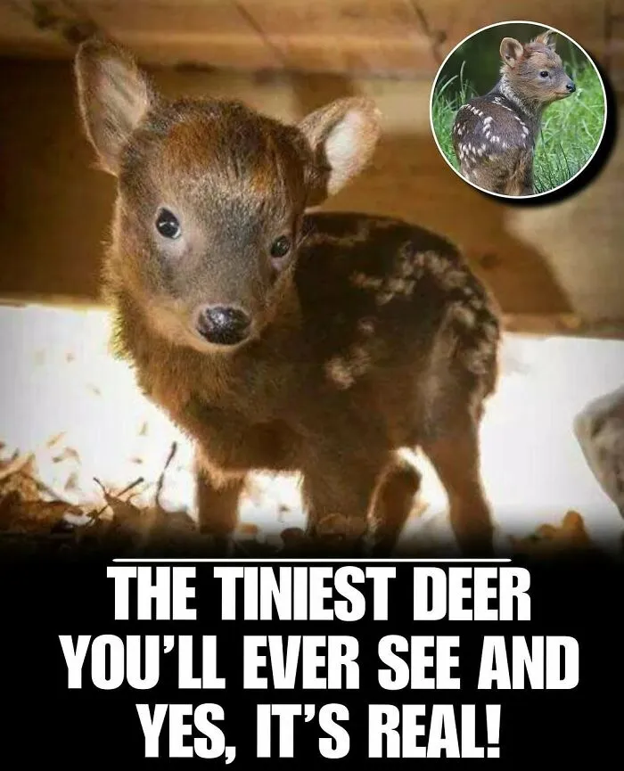 83 Times Animals Showed Off Their Charm And Brightened People's Days