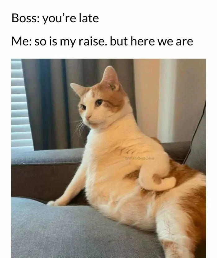 Funny cat meme showing a chubby orange and white cat sitting on a couch, perfect for cat memes lovers.