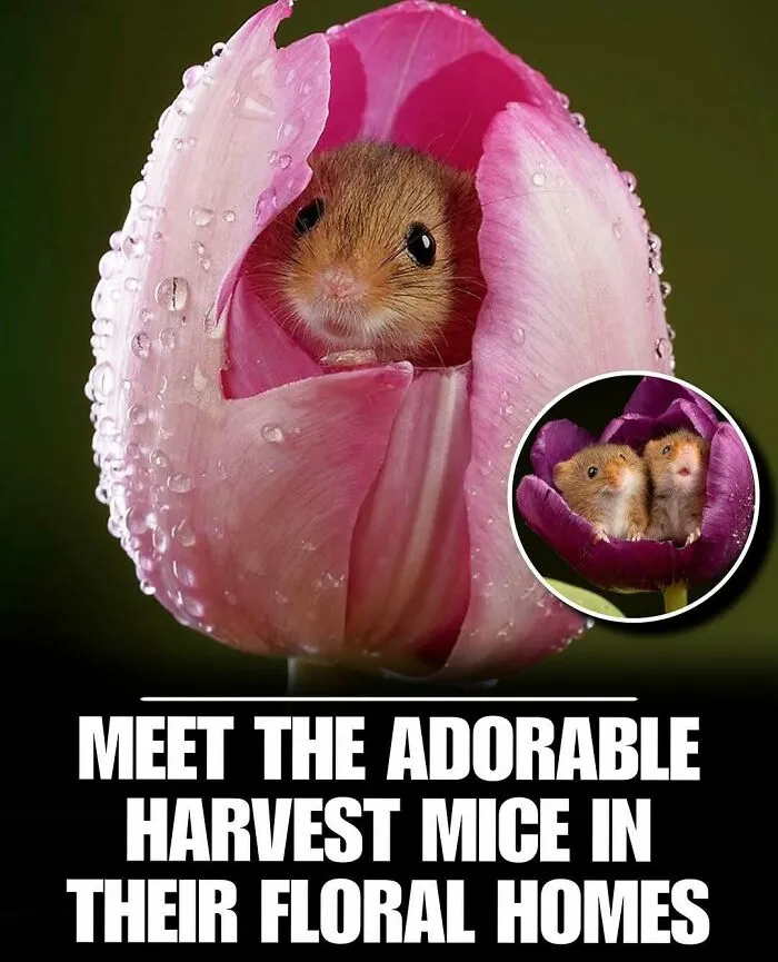 83 Times Animals Showed Off Their Charm And Brightened People's Days