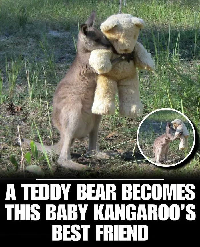 83 Times Animals Showed Off Their Charm And Brightened People's Days