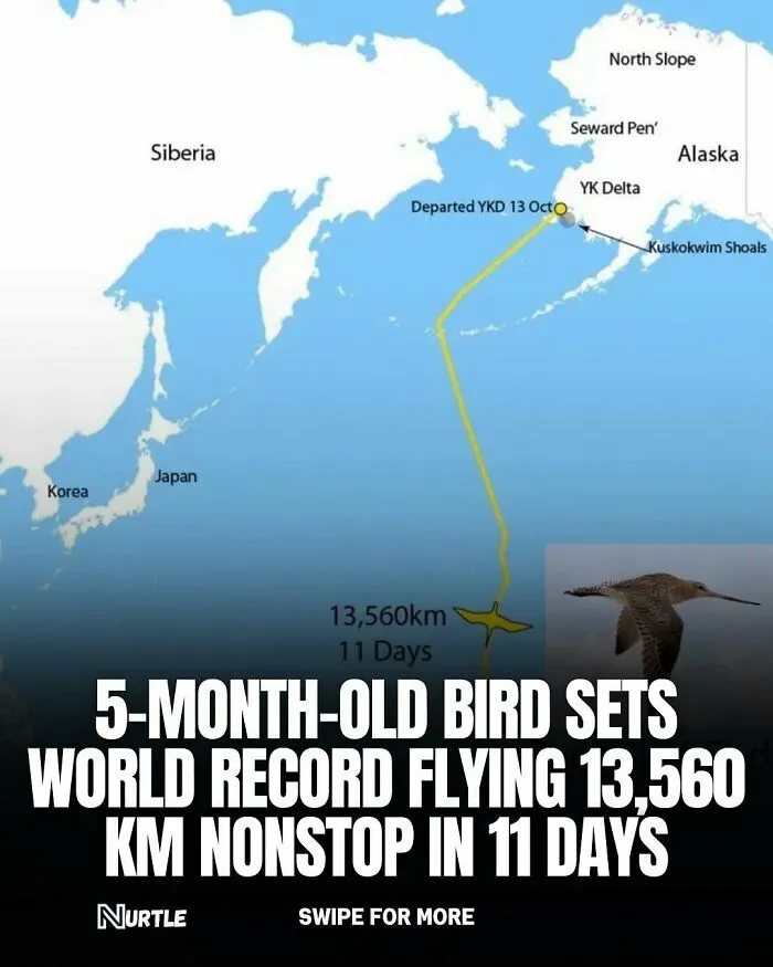 94 Random Facts That Nobody Really Asked For, But They Are Still Fun To Know