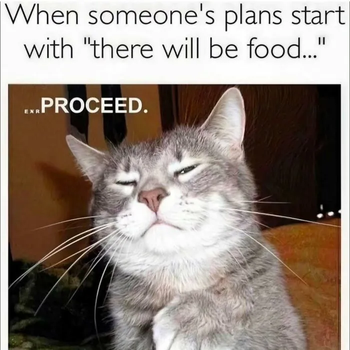 Smirking gray and white cat meme reacting to plans that include food, perfect for cat meme lovers and online humor fans.