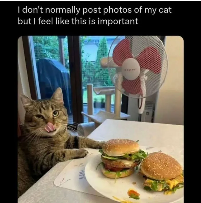 Tabby cat licking lips sitting at table with two burgers, a humorous image for cat memes lovers and online fun posts.