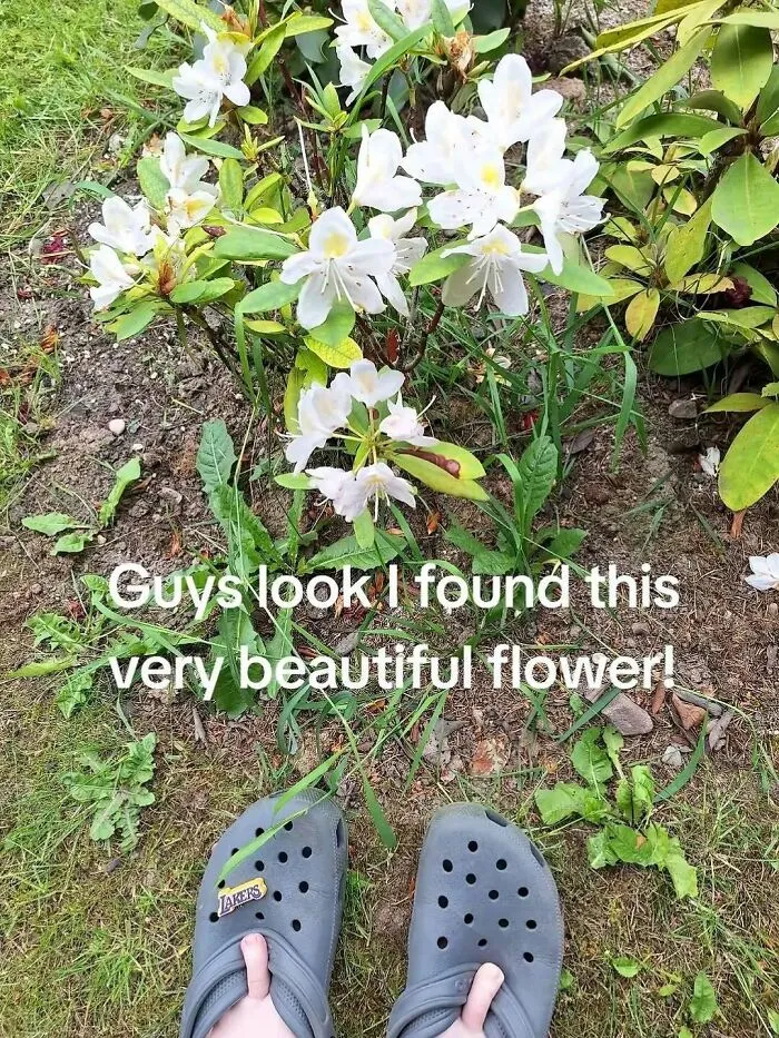 Feet wearing gray Crocs next to a white flower in grass, illustrating random and bizarre memes with quirky humor.
