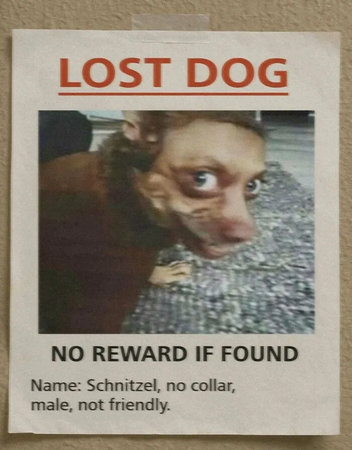 Lost dog meme poster showing a bizarre dog with human-like eyes and a warning about no reward if found.