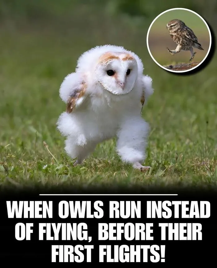83 Times Animals Showed Off Their Charm And Brightened People's Days