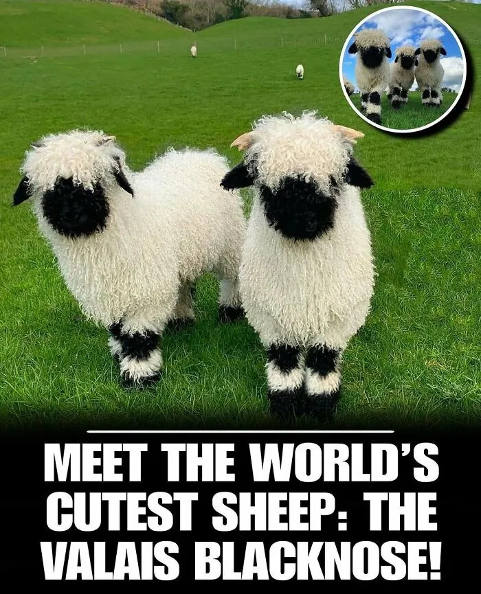 83 Times Animals Showed Off Their Charm And Brightened People's Days