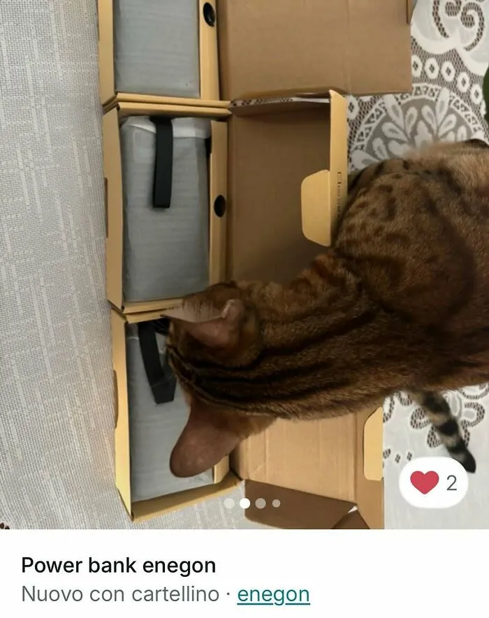 Cat exploring open boxes with power banks, showcasing cats stealing the spotlight in Vinted ads.
