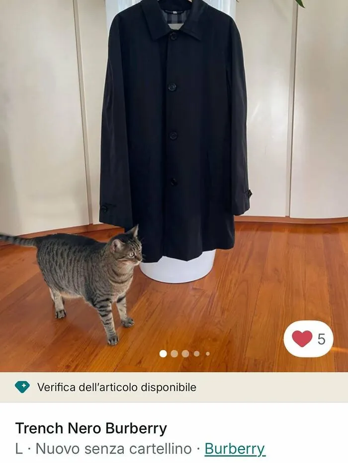 Tabby cat near black trench coat on wooden floor, showcasing cats stealing the spotlight in Vinted ads.