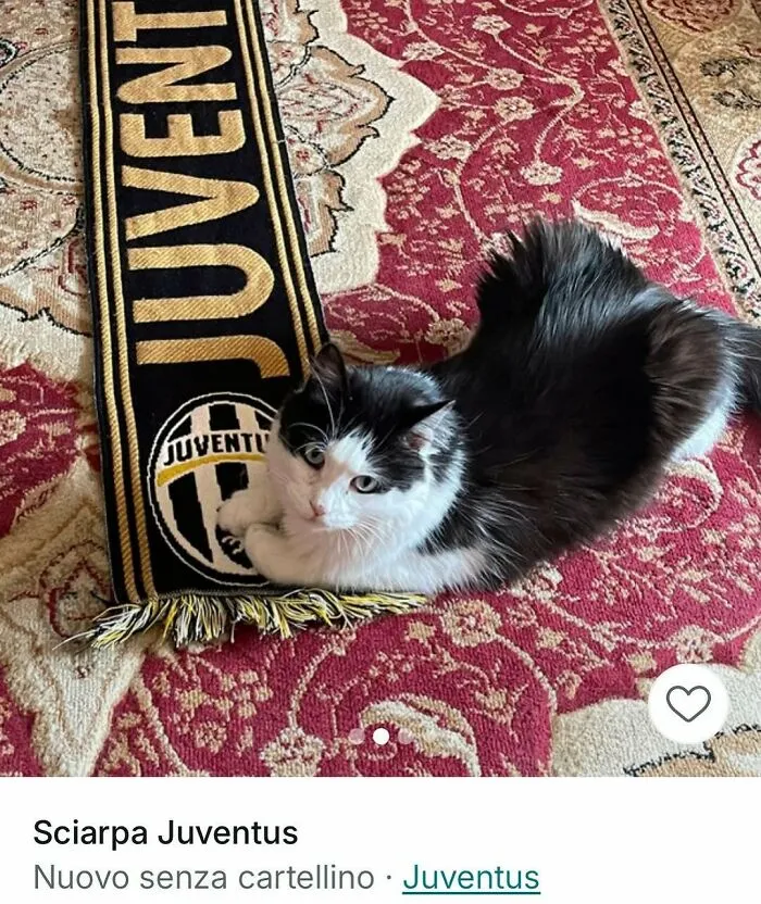 Black and white cat lying on a Juventus scarf on a red patterned carpet, capturing cats stealing the spotlight in ads.