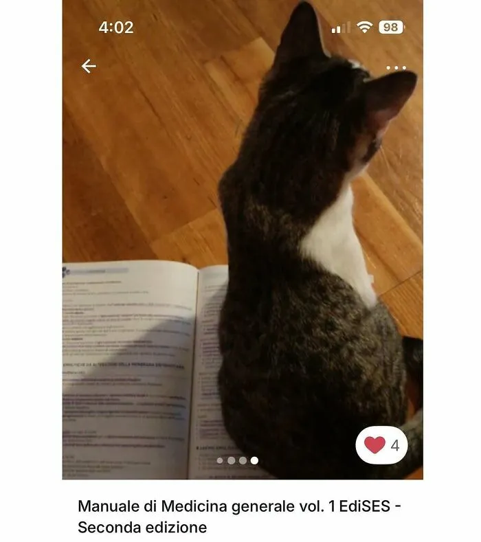 Cat sitting on an open book blocking the view, showcasing one of the 100 times cats stole the spotlight in Vinted ads.