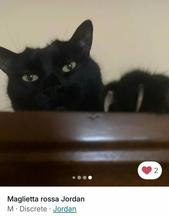 Black cat with visible claws peeking over a surface, showcasing cats stealing the spotlight in Vinted ads.