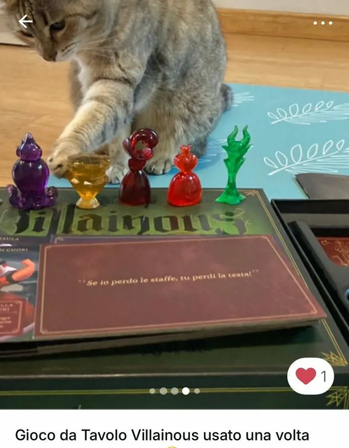 Funny-Cat-Pics-Vinted