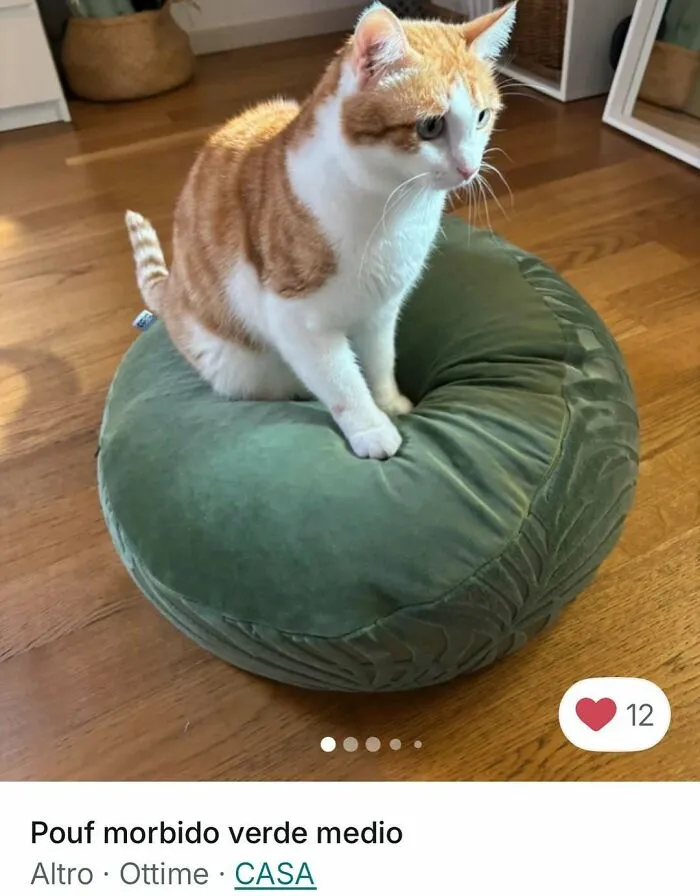 Orange and white cat sitting on a soft green pouf, highlighting cats stealing the spotlight in Vinted ads.