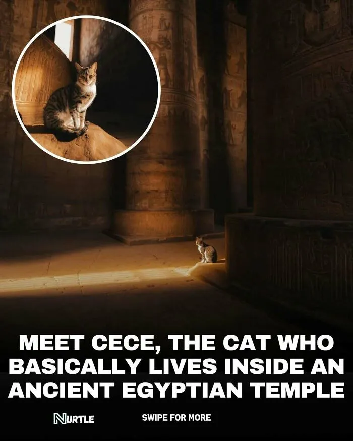 94 Random Facts That Nobody Really Asked For, But They Are Still Fun To Know