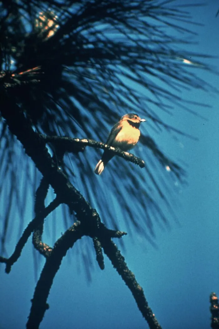 The Bachman's Warbler