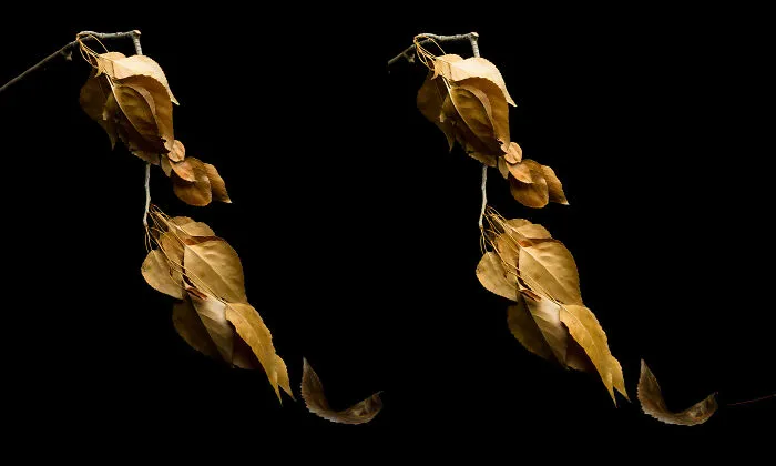 Fall