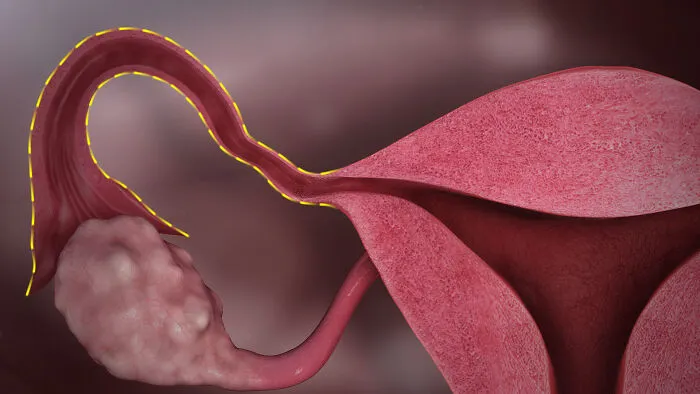 3D medical illustration of female reproductive system highlighting fallopian tube, related to medical facts concept.