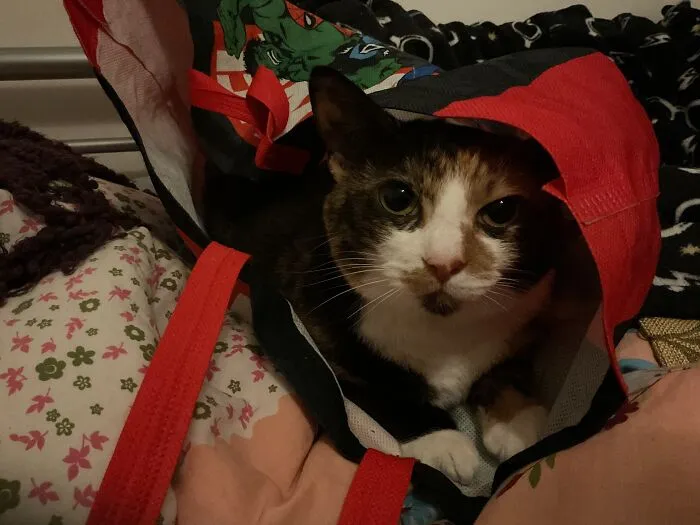 Checking My Shopping Bag Is Empty