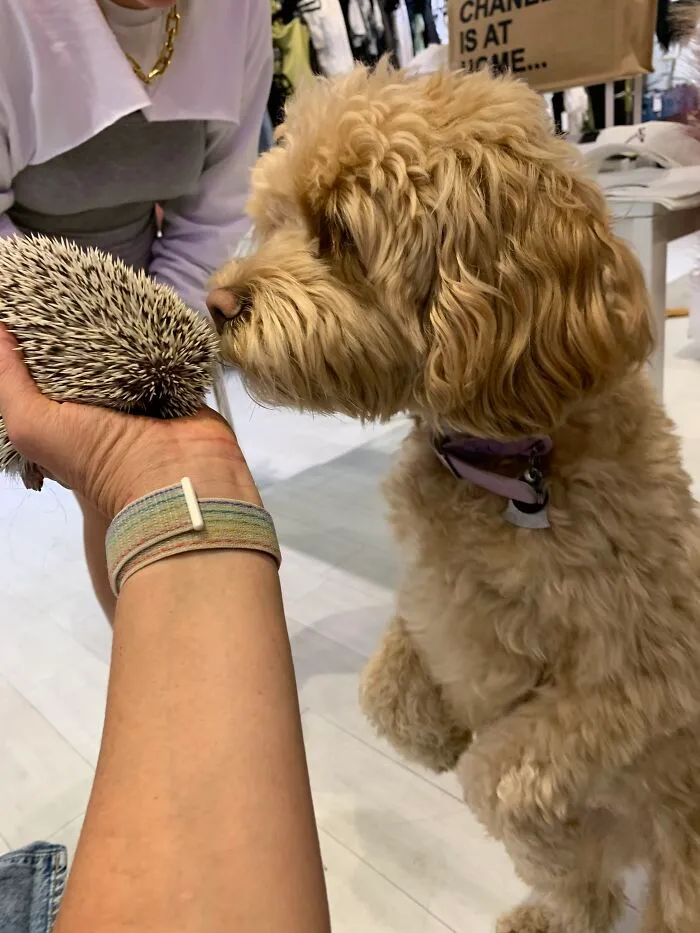 My 38 Hedgehog Photos, From Everyday Life To Celebrity Encounters