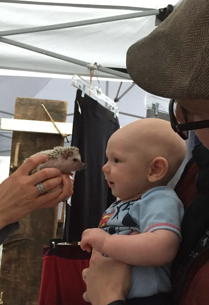 My 38 Hedgehog Photos, From Everyday Life To Celebrity Encounters