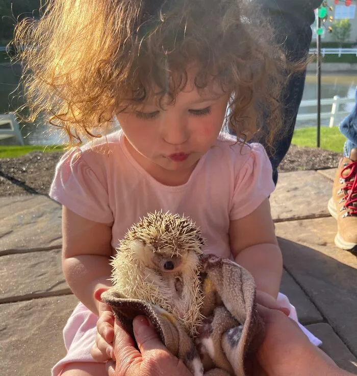 My 38 Hedgehog Photos, From Everyday Life To Celebrity Encounters
